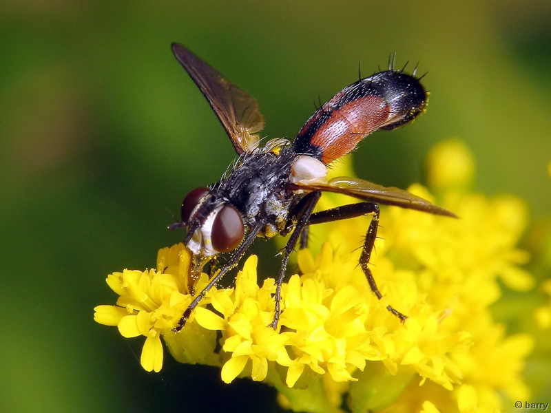Cylindromyia auriceps